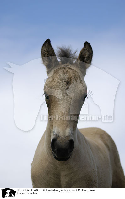 Paso Fino foal / CD-01546