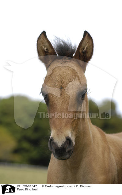 Paso Fino foal / CD-01547