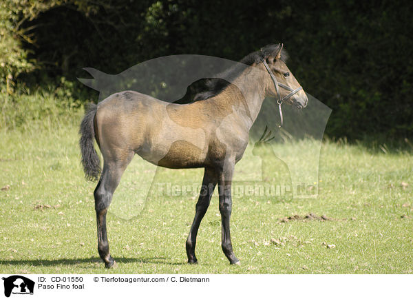 Paso Fino foal / CD-01550