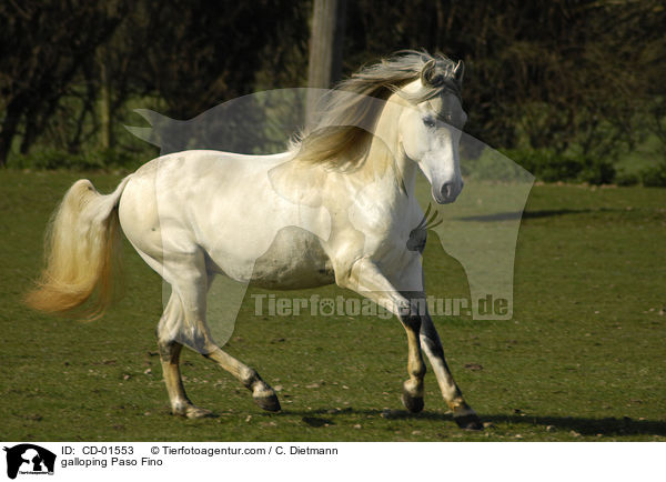 galloping Paso Fino / CD-01553