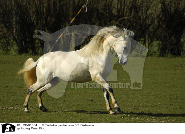 galloping Paso Fino / CD-01554