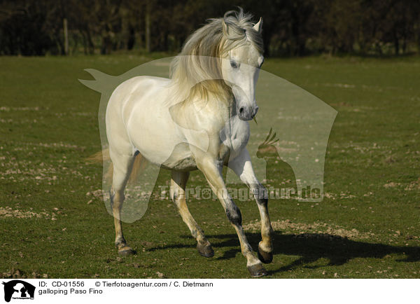 galloping Paso Fino / CD-01556