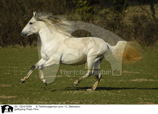 galloping Paso Fino / CD-01558