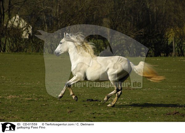 galloping Paso Fino / CD-01559