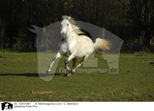 galloping Paso Fino / CD-01561