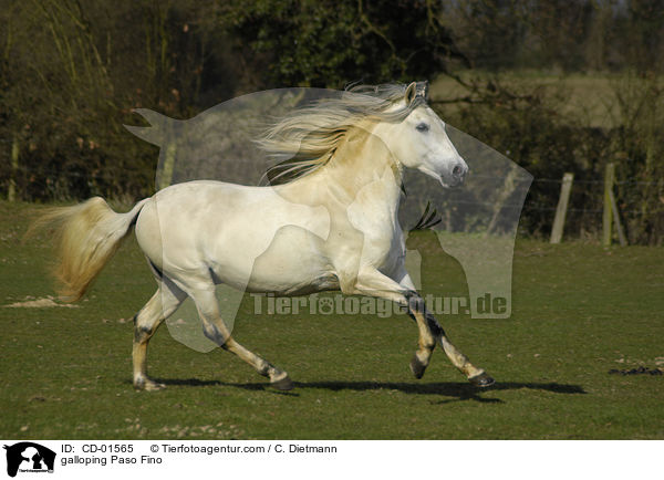 galloping Paso Fino / CD-01565