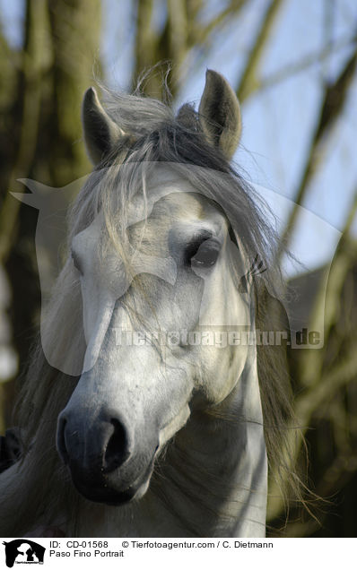 Paso Fino Portrait / CD-01568
