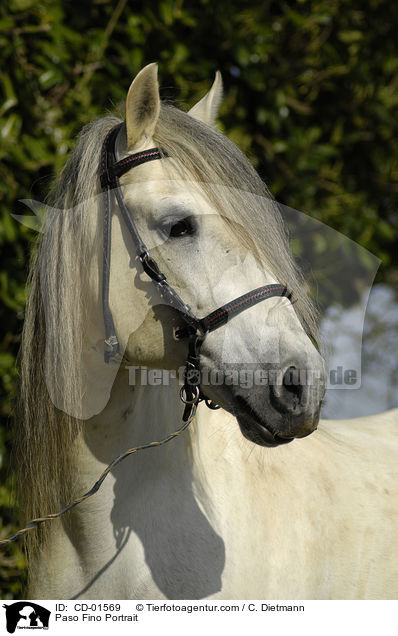 Paso Fino Portrait / CD-01569