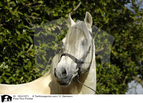 Paso Fino Portrait / CD-01571