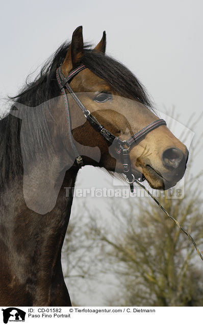 Paso Fino Portrait / CD-01582