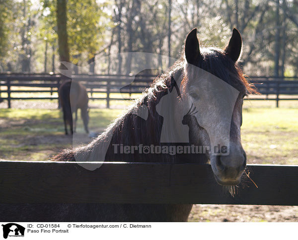 Paso Fino Portrait / CD-01584