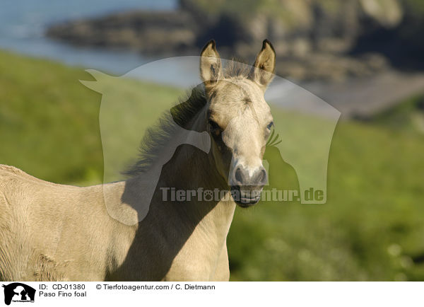 Paso Fino Fohlen / Paso Fino foal / CD-01380