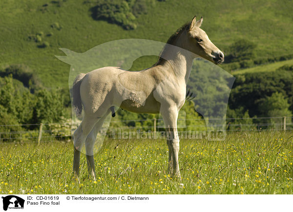 Paso Fino foal / CD-01619