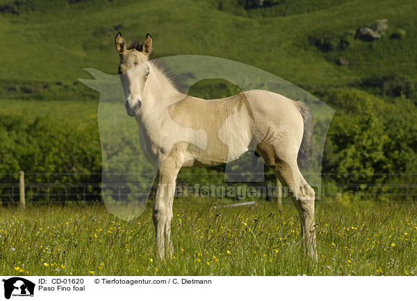 Paso Fino Fohlen / Paso Fino foal / CD-01620