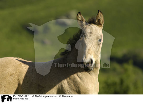 Paso Fino foal / CD-01622