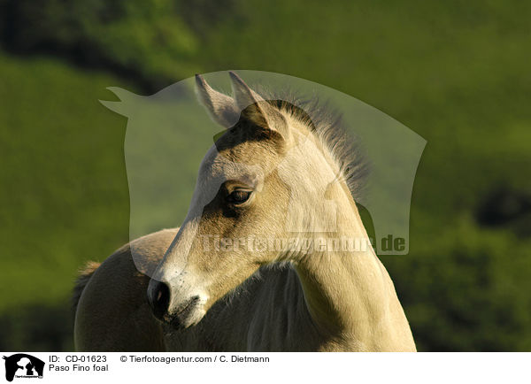 Paso Fino foal / CD-01623