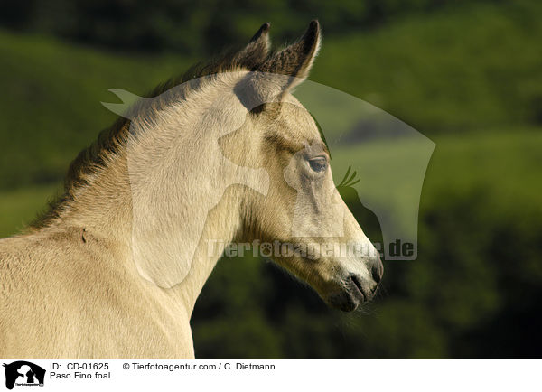 Paso Fino Fohlen / Paso Fino foal / CD-01625