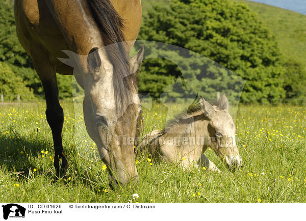 Paso Fino Fohlen / Paso Fino foal / CD-01626