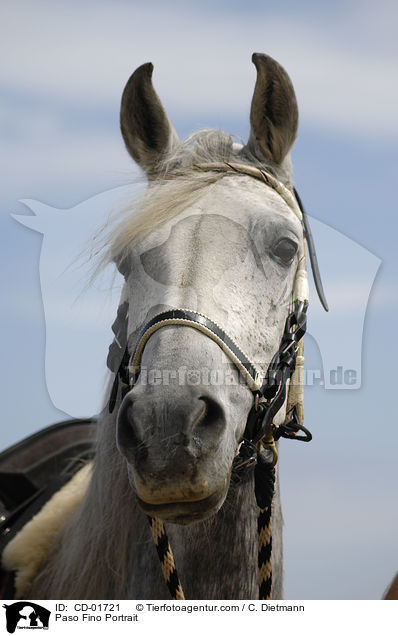 Paso Fino Portrait / Paso Fino Portrait / CD-01721