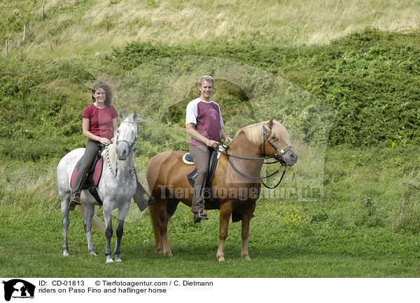 riders on Paso Fino and haflinger horse / CD-01813