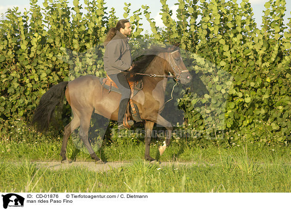 man rides Paso Fino / CD-01876