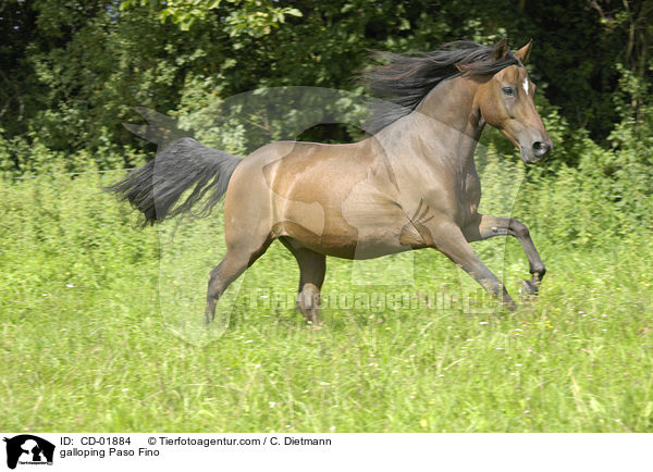 galloping Paso Fino / CD-01884