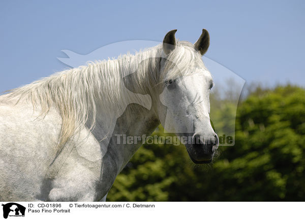Paso Fino Portrait / CD-01896