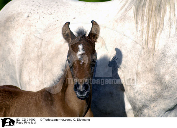 Paso Fino Fohlen / Paso Fino foal / CD-01903