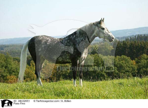 Paso Fino / Paso Fino / AB-02651