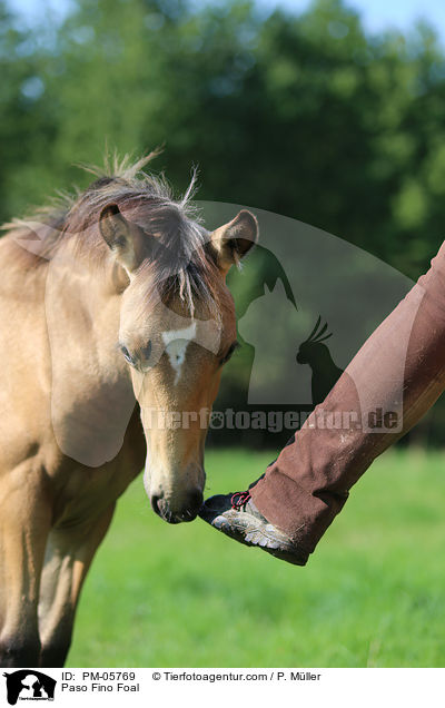 Paso Fino Foal / PM-05769