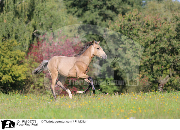 Paso Fino Fohlen / Paso Fino Foal / PM-05773