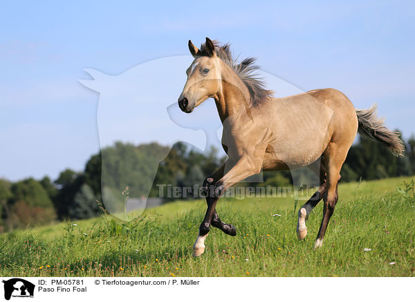 Paso Fino Foal / PM-05781