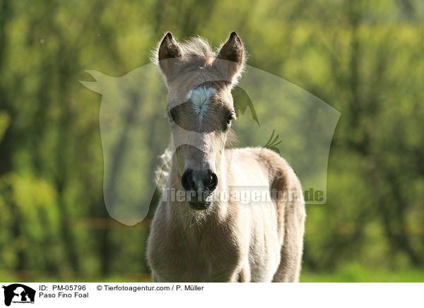 Paso Fino Foal / PM-05796