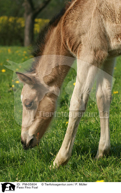 Paso Fino Foal / PM-05804