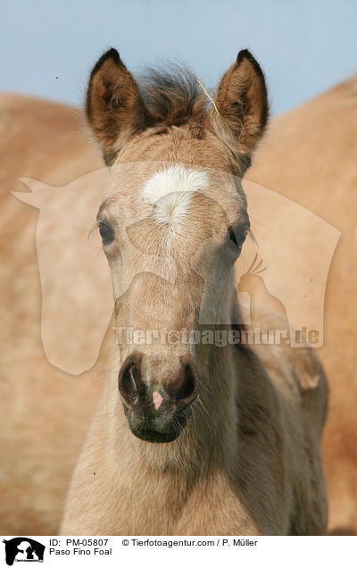 Paso Fino Fohlen / Paso Fino Foal / PM-05807