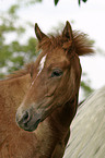 Foal Portrait