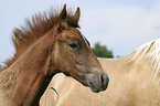 Foal Portrait