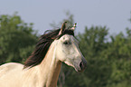 Paso Fino Portrait