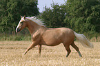 running horse