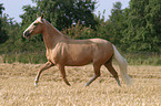 running horse