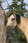 Paso Fino Portrait