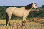 Paso Fino