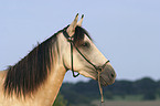 Paso Fino Portrait