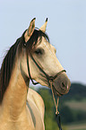 Paso Fino Portrait