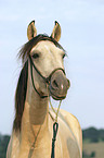 Paso Fino Portrait