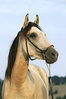 Paso Fino Portrait