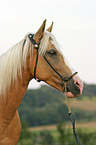 Paso Fino Portrait