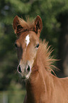 Paso Fino Portrait