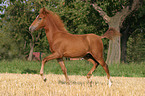 running foal