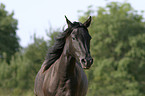 Paso Fino Portrait